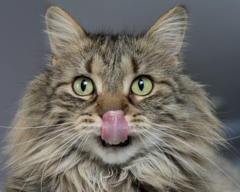 Een kleine kater tijdens de feestdagen - spelend katje in huis met speeltjes en krabpaal