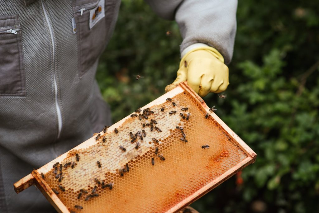Woudhoning in een glazen pot met lepel, donkere honing afkomstig uit Spaanse eikenbomen