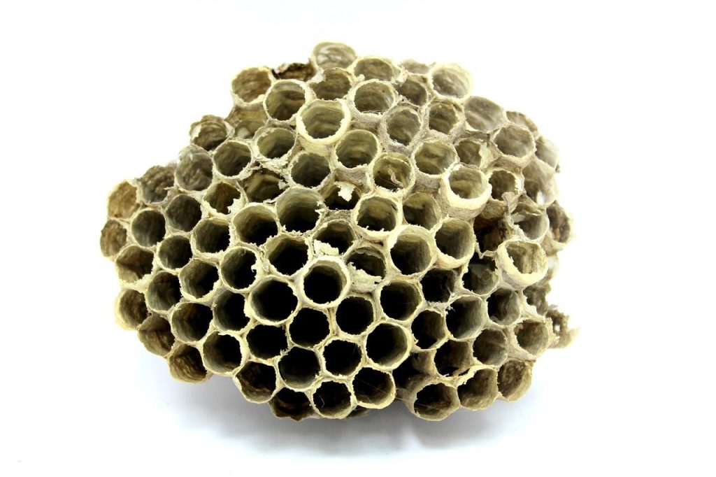 Propolis harsachtige substantie geproduceerd door bijen met natuurlijke medicinale eigenschappen