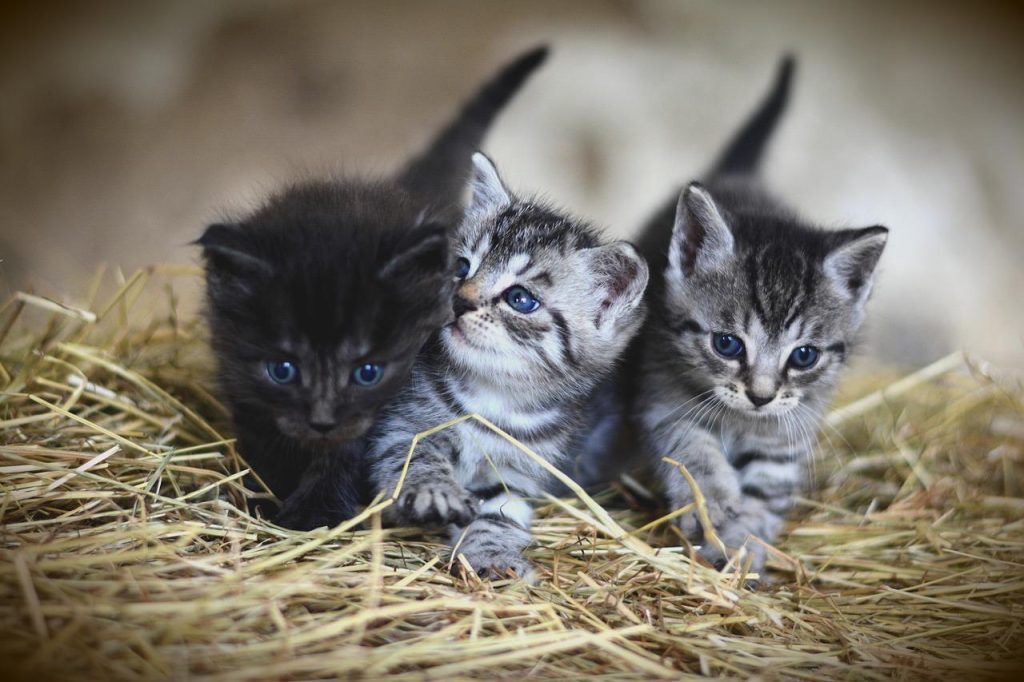 Dierenwinkel in Heerenveen met breed assortiment huisdierenproducten en groomingdiensten voor gezonde huisdieren