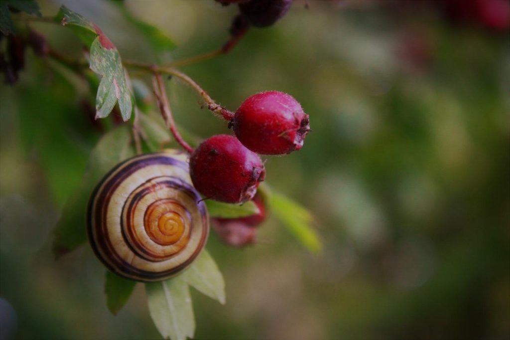 Persoon wandelt op bospad omgeven door groen, genietend van de voordelen van wandelen in de natuur
